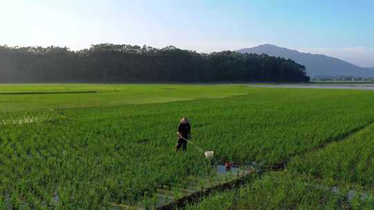 田园风光 稻田 夏种 航拍 农忙