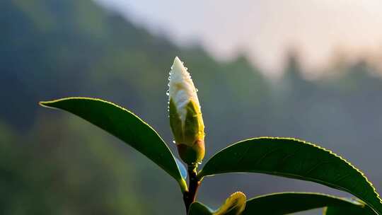 茶花 山茶花 茶花盛开延时 茶花特写