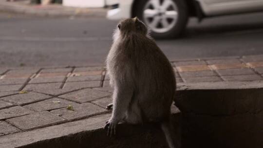 小猴子蹲在马路中间视频素材模板下载