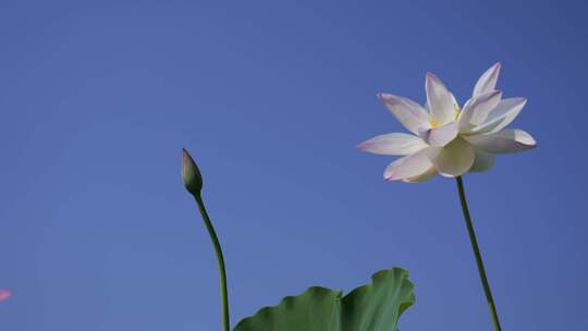 夏天池塘荷花莲花开放夏至立夏