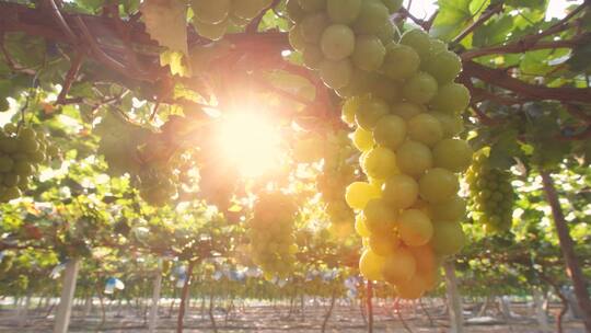 葡萄园 阳光玫瑰 农业种植 乡村振兴