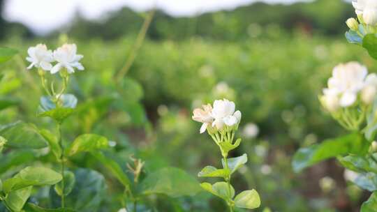 唯美茉莉花与茉莉花茶制作福州茉莉花种植园