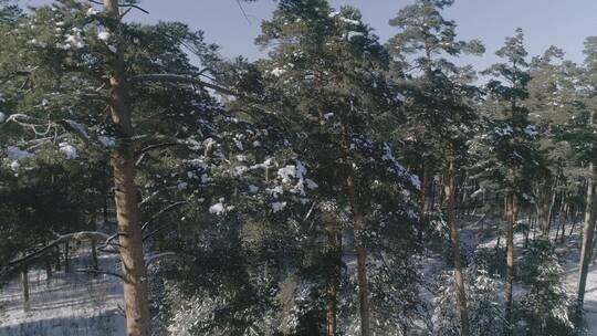 冬季长白山红松原始森林雪景航拍视频素材模板下载