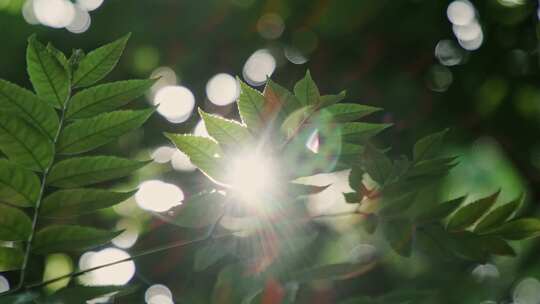 阳光穿透森林树叶逆光绿叶