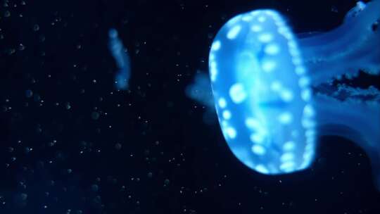 蓝色发光水母群（三）