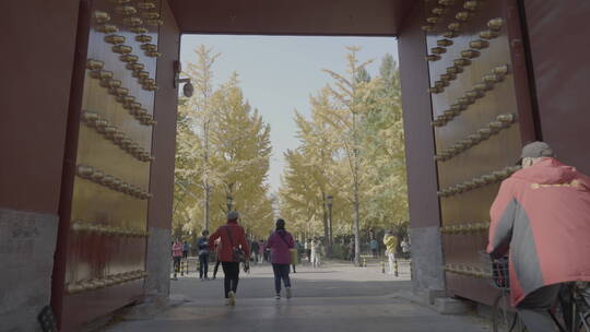 北京秋天 古建筑秋天 地坛银杏