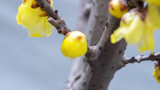 延时拍摄绽放的黄色腊梅花朵