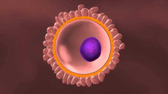 卵子卵细胞核三维动画