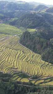 竖版航拍秋收金黄梯田农业种植大山中的梯田