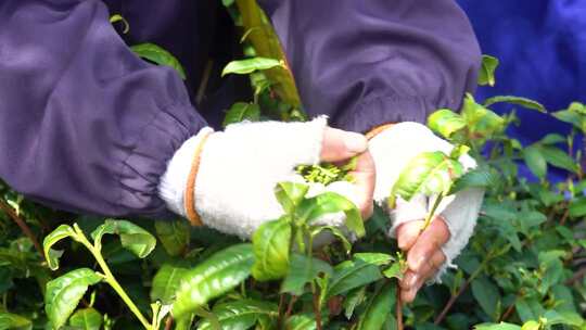 茶农 采茶 茶叶 茶树