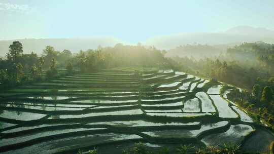 巴厘岛，水稻，稻田，种植园