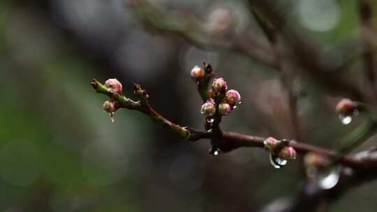 春天雨中的梅花花蕾视频素材模板下载