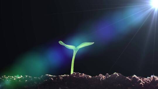 春天植物种子发芽破土而出生长延时