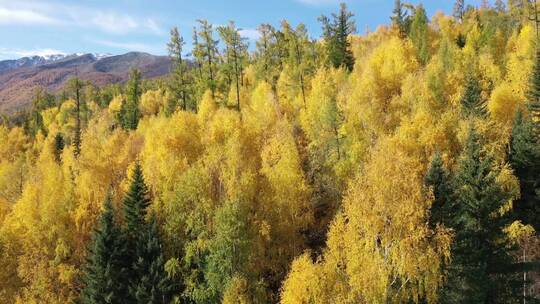 喀纳斯航拍金黄的树林秋天黄叶落叶黄色森林