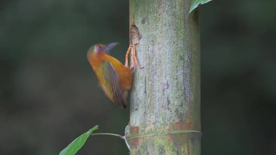 体积最小啄木鸟：白眉棕啄木鸟竹上筑巢育雏
