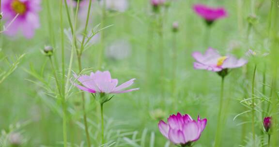 【8K】百花齐放