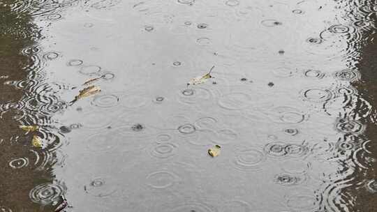 大自然雨季下雨雨滴树林树叶雨水