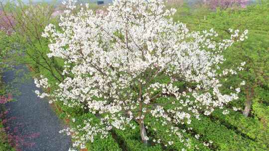 中国湖南省郴州市樱花茶园航拍风光