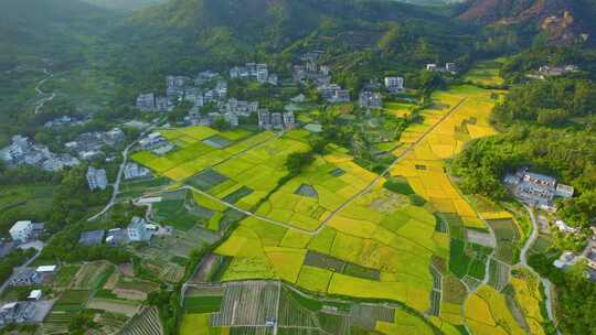 山村田园风光稻田水稻新农村自然风景