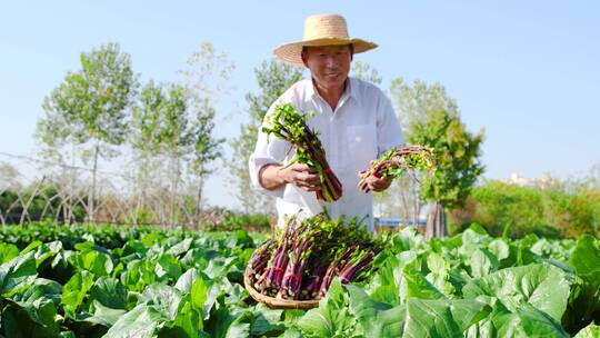 红菜苔产地