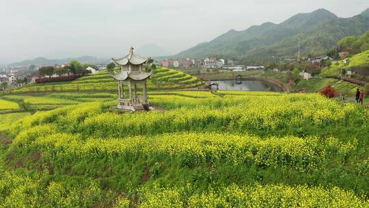 东阳湖溪象田村油菜花海风光4K航拍