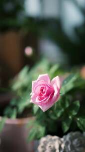 粉玫瑰水珠