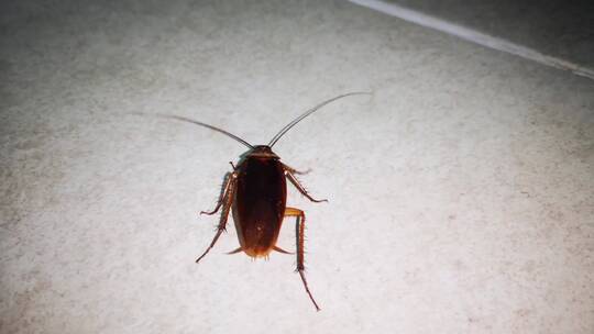 蟑螂晚上在浴室一楼行走