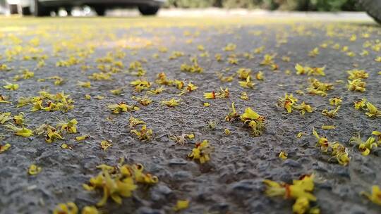 落在地上的花朵