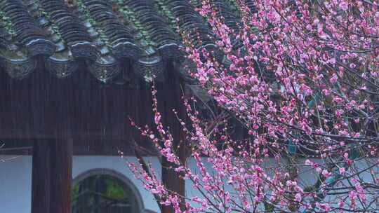 杭州西湖郭庄雨天梅花风景