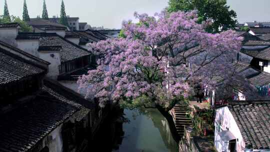 绍兴仓前直街苦楝花开