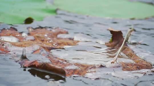 水珠洒落在池塘里的荷叶上