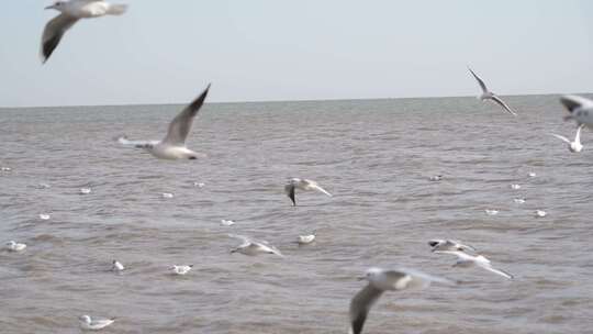 海面上海鸥飞翔景象