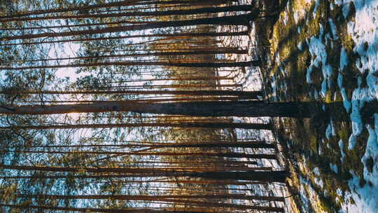 垂直镜头惊人的日落阳光在阳光明媚的早春针叶林