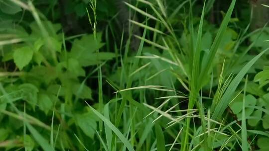 特写绿色野草的茎