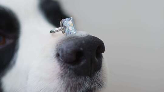 你愿意嫁给我吗？有趣可爱的小狗边境牧羊犬