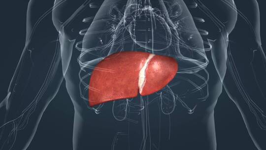 3D医学动画肝脏新陈代谢肝叶三维动画