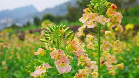 油菜花春天油菜花海油菜花田菜花花海