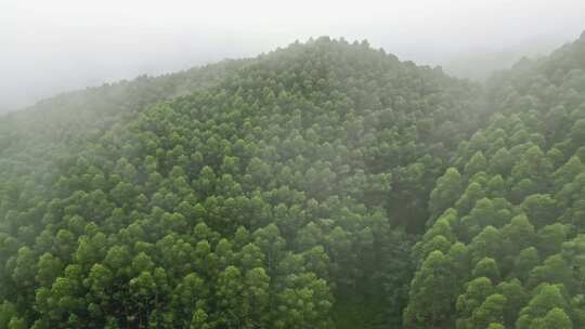 雾气笼罩的茂密山林全景