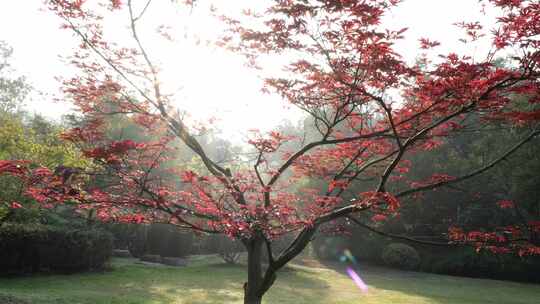 秋天的红色枫叶在阳光下的景观