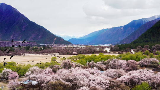 西藏林芝米林桃花