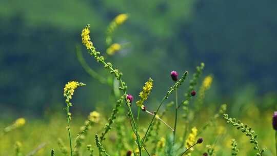 夏季高山草甸绿色植物野花