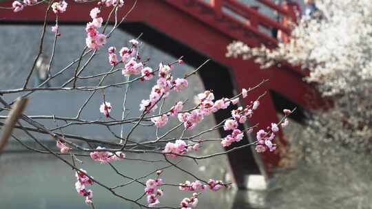 春天梅花鲜花盛开勃勃生机画面