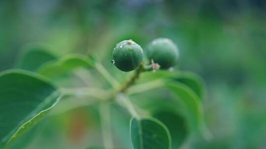 绿叶雨后雨滴水珠