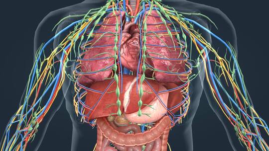 医学人体器官动画 神经 动脉 器官 动画