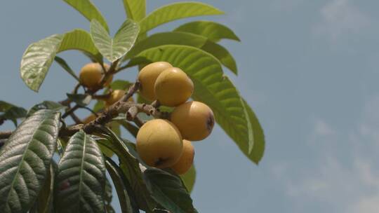 枇杷种植