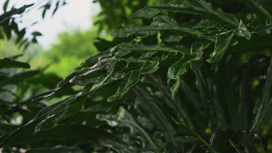 小雨沥沥绿叶下雨春雨景