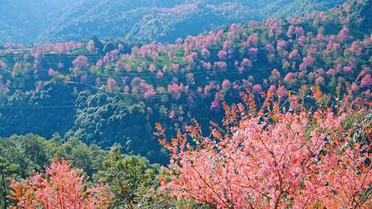 大理无量山樱花谷