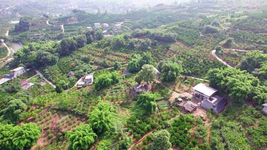 成都天府新区万亩柑橘园柑橘种植基地航拍