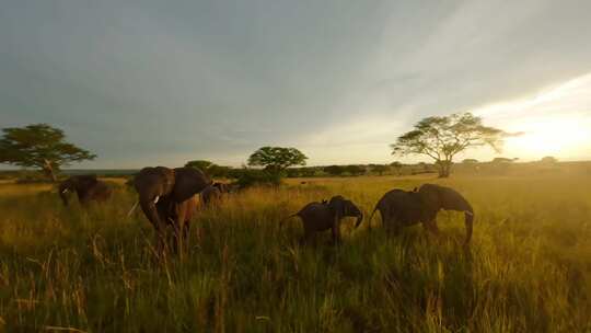 非洲大草原大象长颈鹿野牛斑马狮子羚羊日出