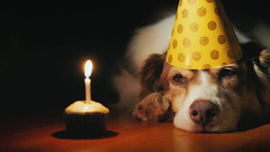 狗狗戴着生日帽趴在蜡烛旁视频素材模板下载